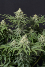 Wedding Cheesecake FF