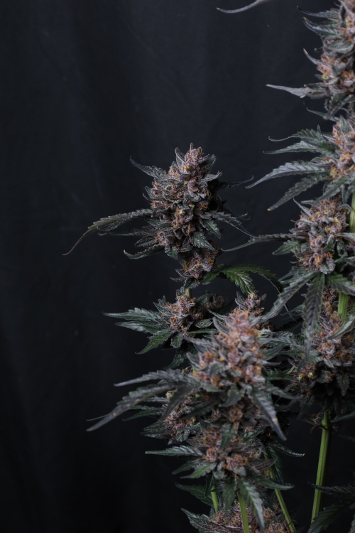 Mango Cherry Runtz Auto