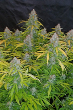 Californian Snow Auto