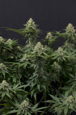 Wedding Cheesecake FF