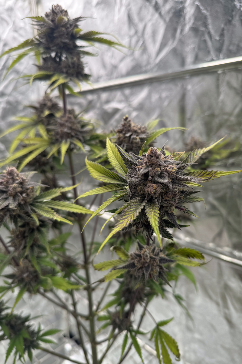 Photo of Cherry Cola Auto RF3