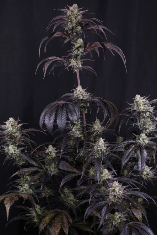 Strawberry Gorilla Auto RF3