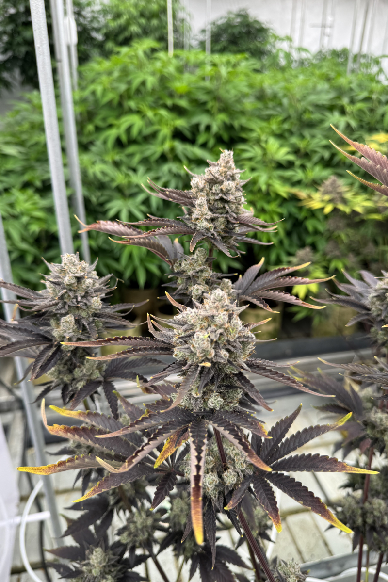 Photo of Banana Purple Punch Auto RF3