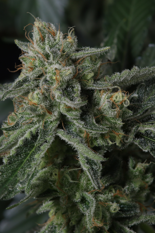 Banana Guava Auto
