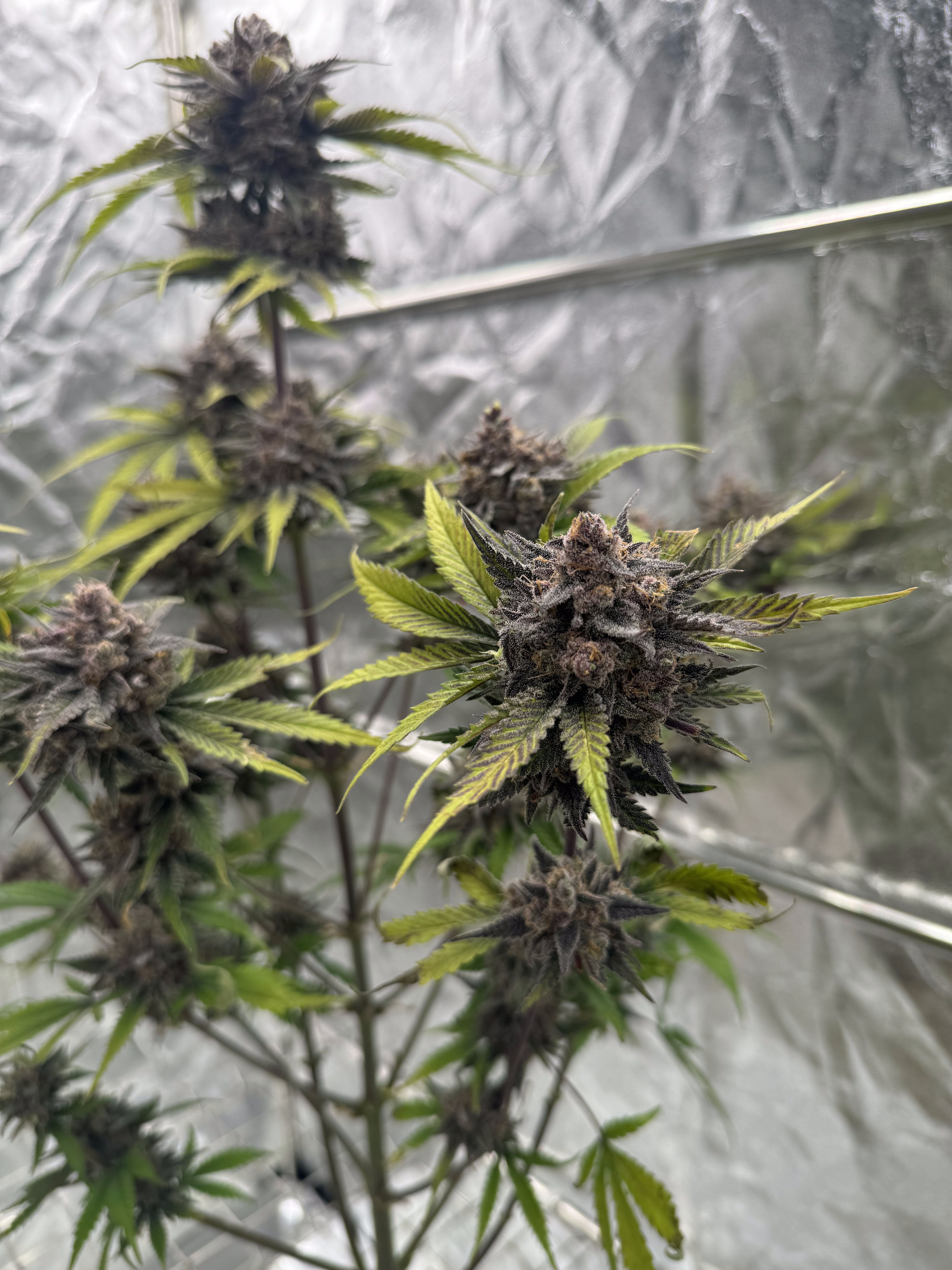 Cherry Cola Auto RF3