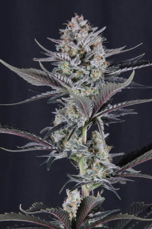 Mendo Guava Auto