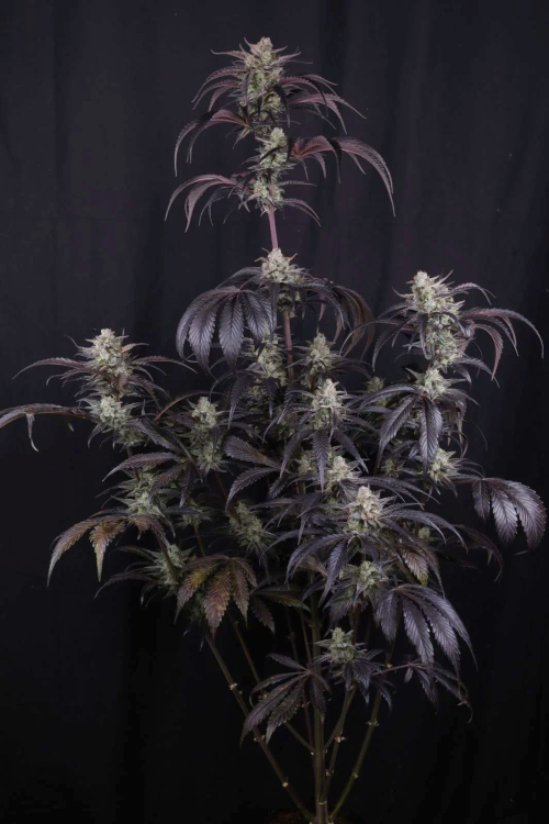 Strawberry Gorilla Auto RF3