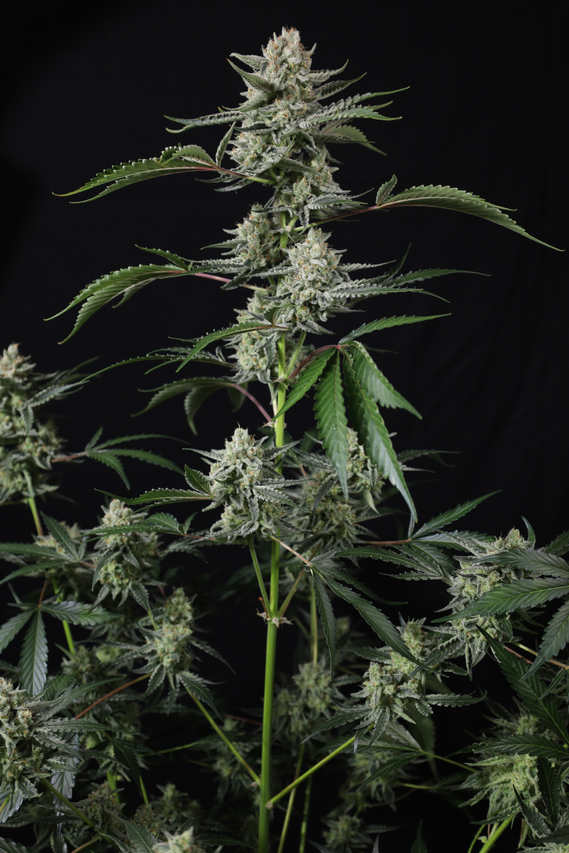 Photo of Banana Guava Auto