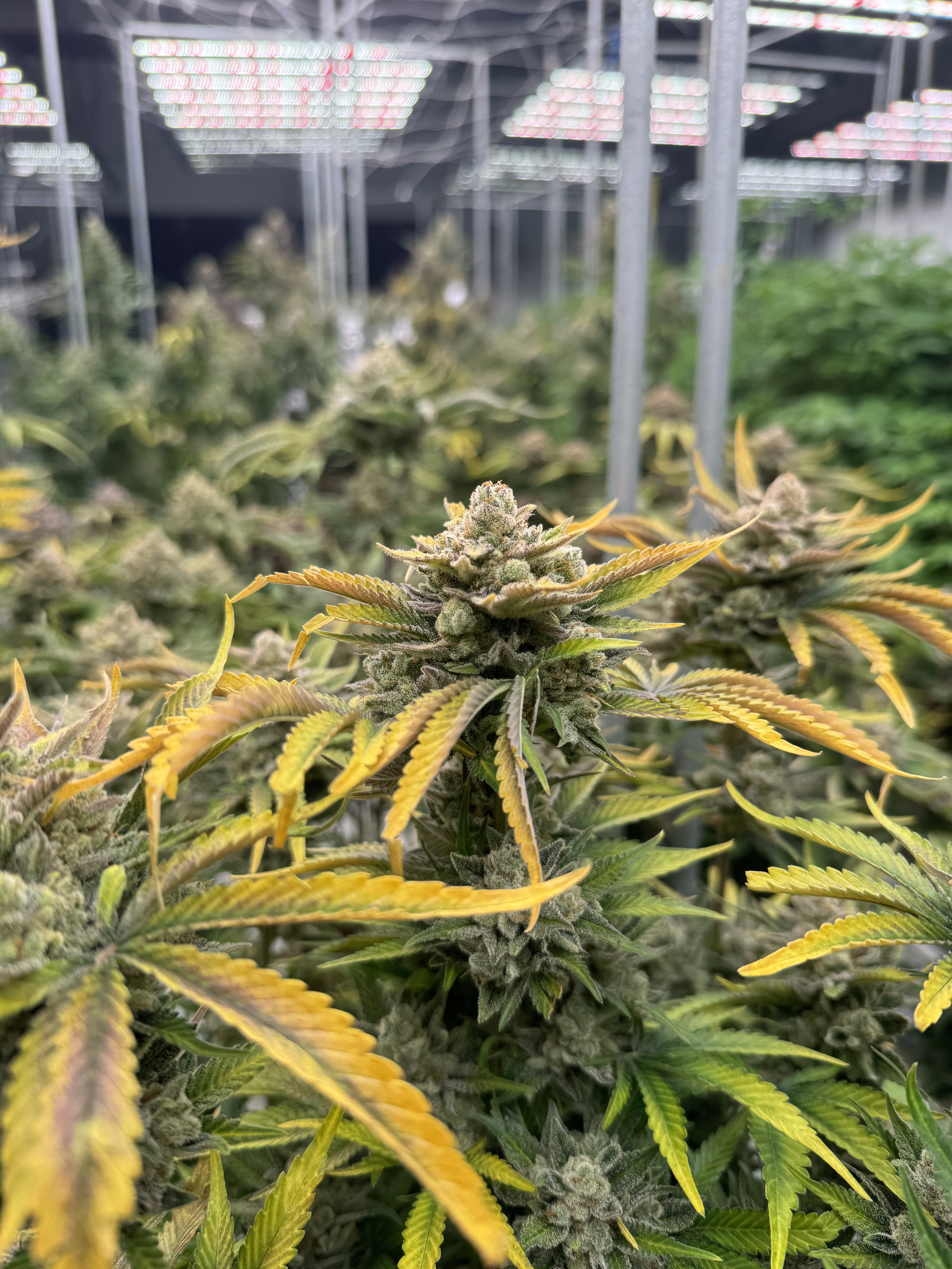 Cherry Cola Auto RF3