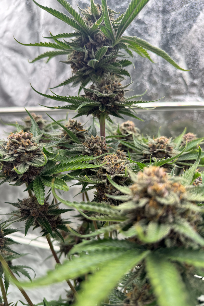 Photo of Cherry Cola Auto RF3