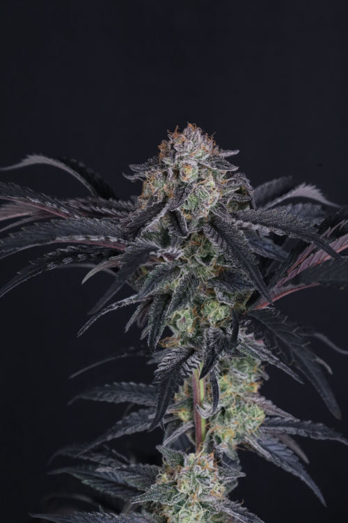 Mendo Frost Auto