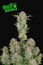 Bruce Banner Auto