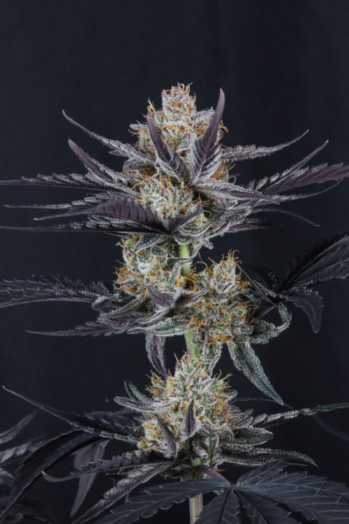 Guava Runtz Auto