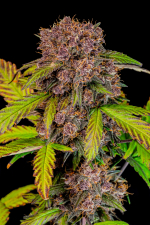 Lemon Cherry Cookies Auto