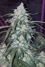 Pineapple Express Auto