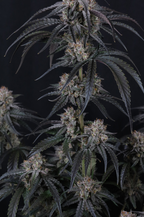 Mango Frost Auto