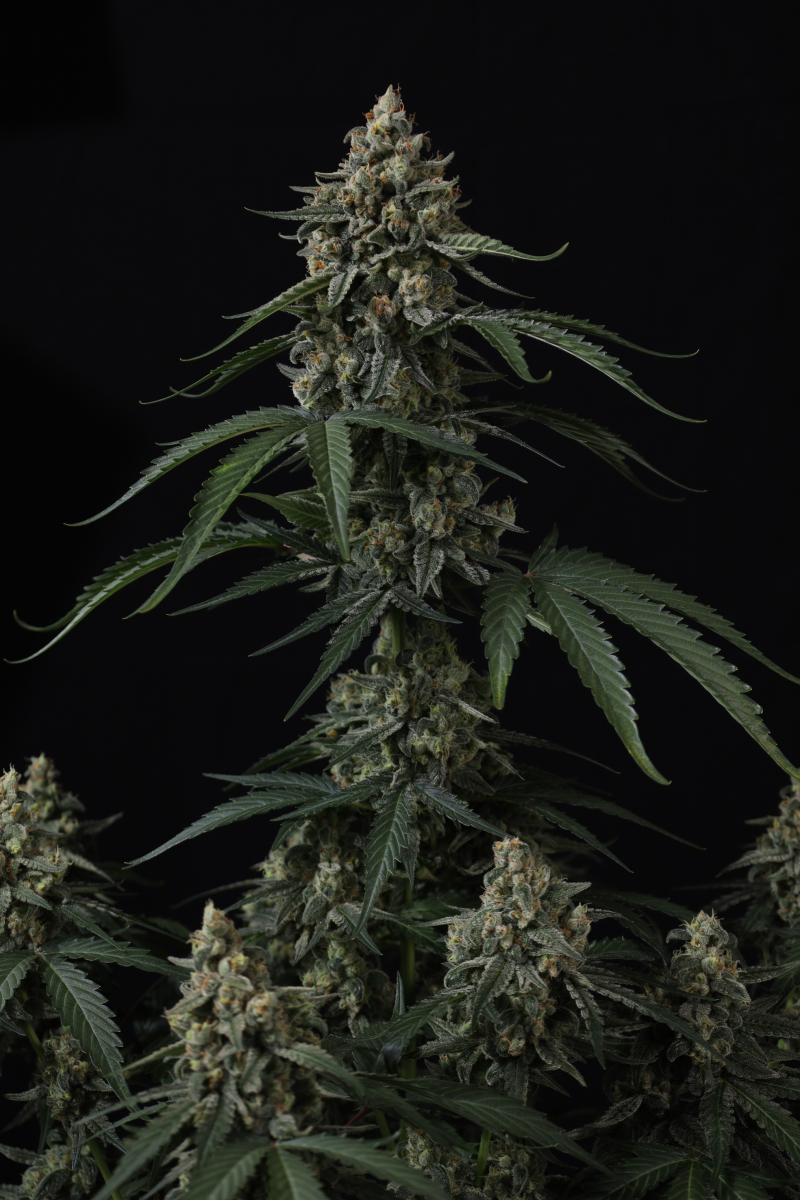 Photo of Banana Cherry Cookies Auto
