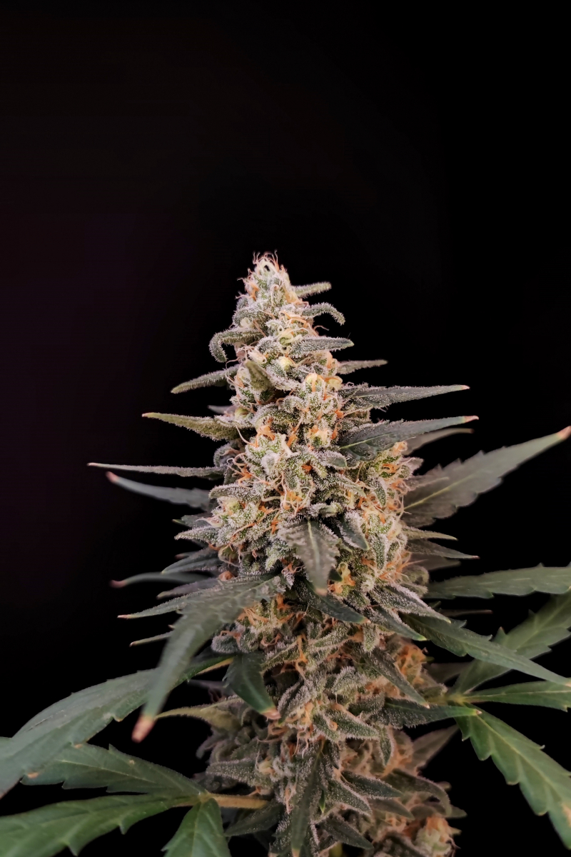 Photo of Critical Auto
