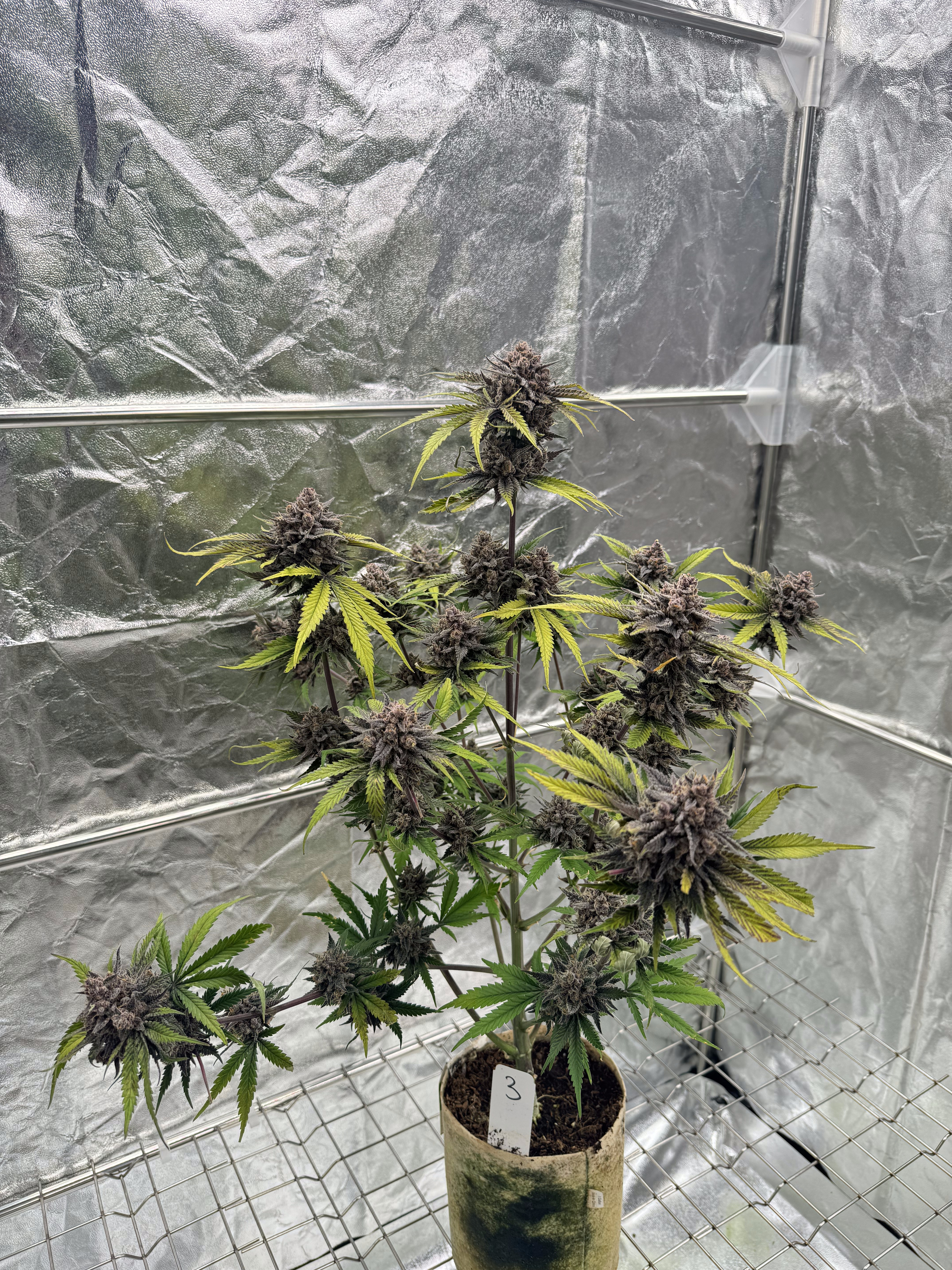 Cherry Cola Auto RF3