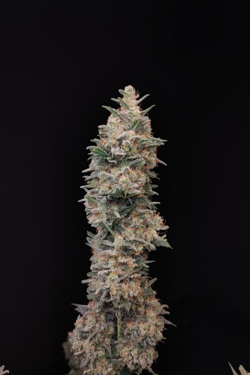 Photo of Chemdawg Auto