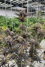 Banana Purple Punch Auto RF3