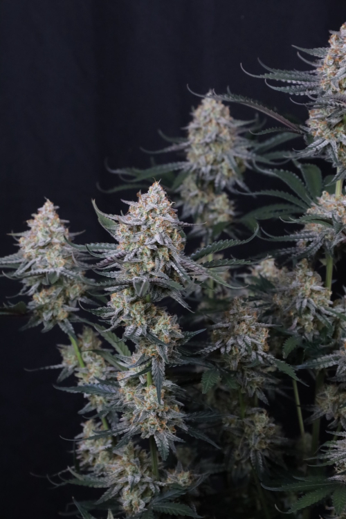 Guava Sundae Auto