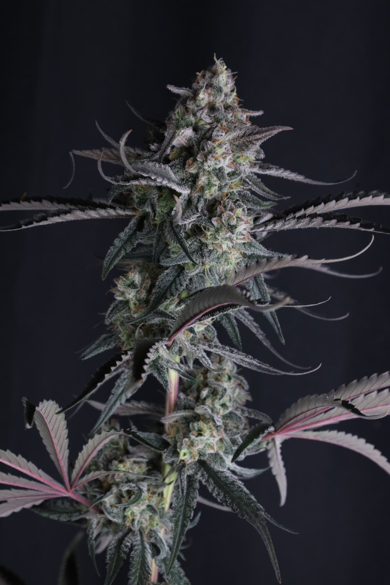 Photo of Pineapple OG Auto