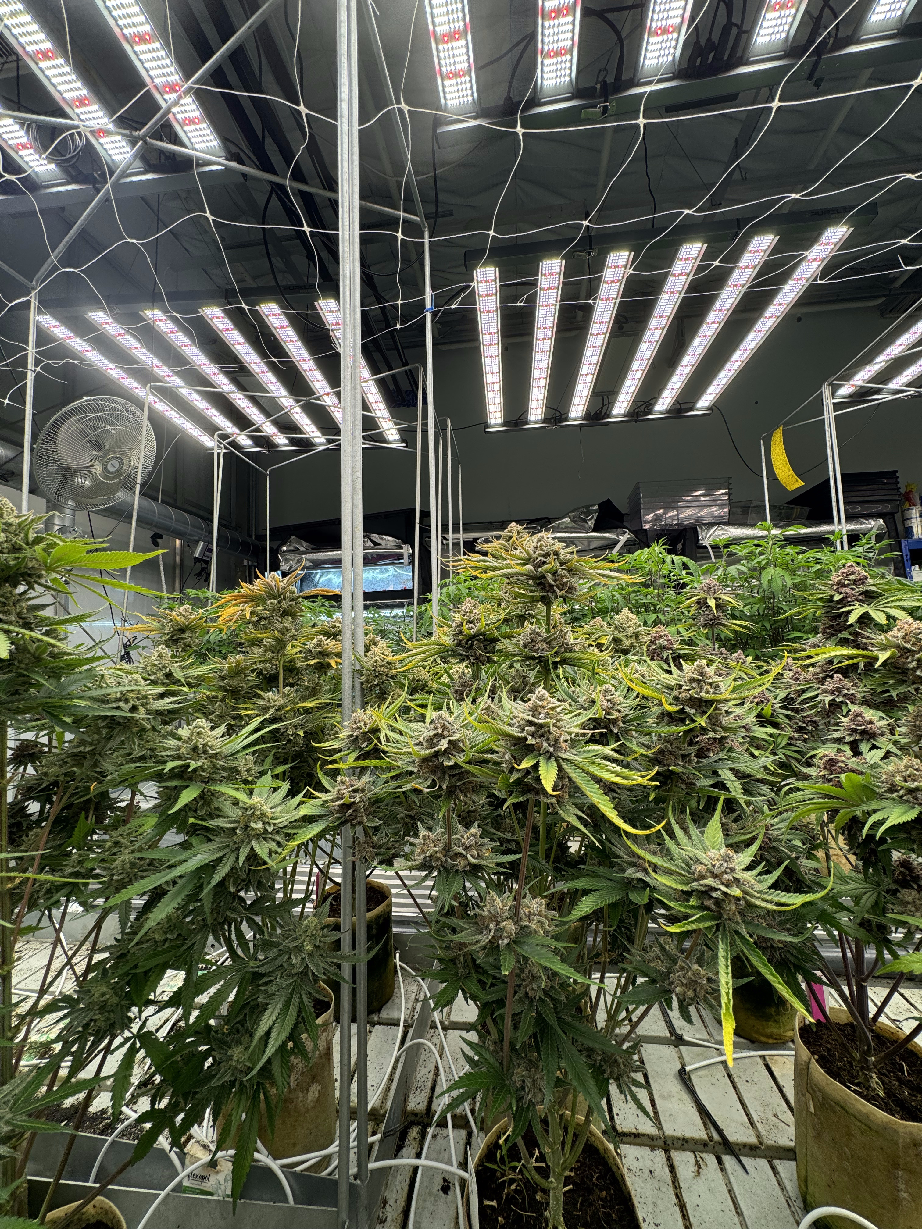 Cherry Cola Auto RF3