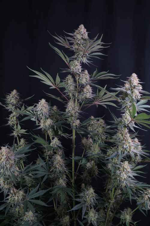 Lemon Tree Auto
