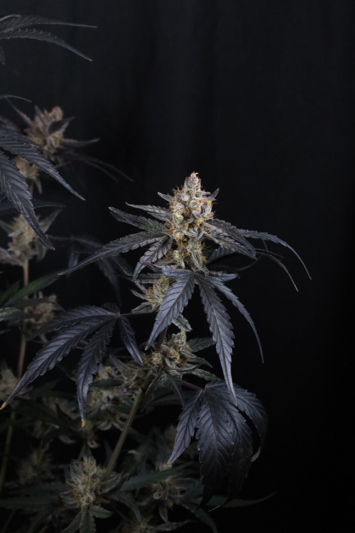 Guava Runtz Auto