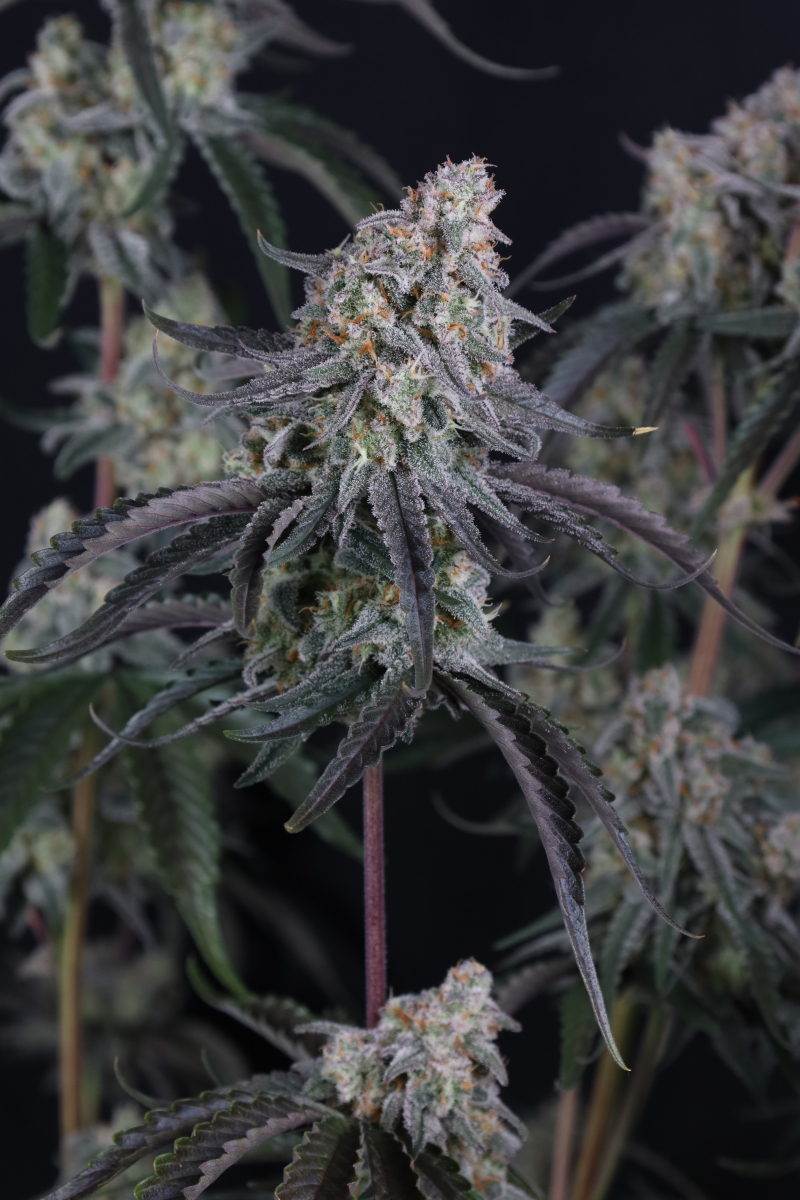 Photo of Pineapple OG Auto