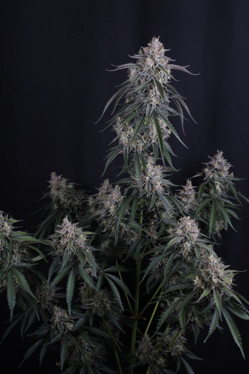GMO Auto