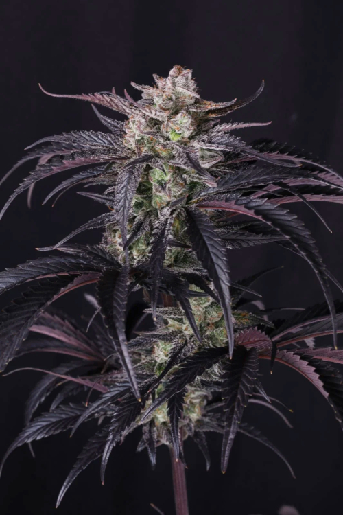 Strawberry Gorilla Auto RF3