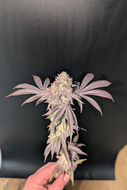 Garlic Mint Sherbet