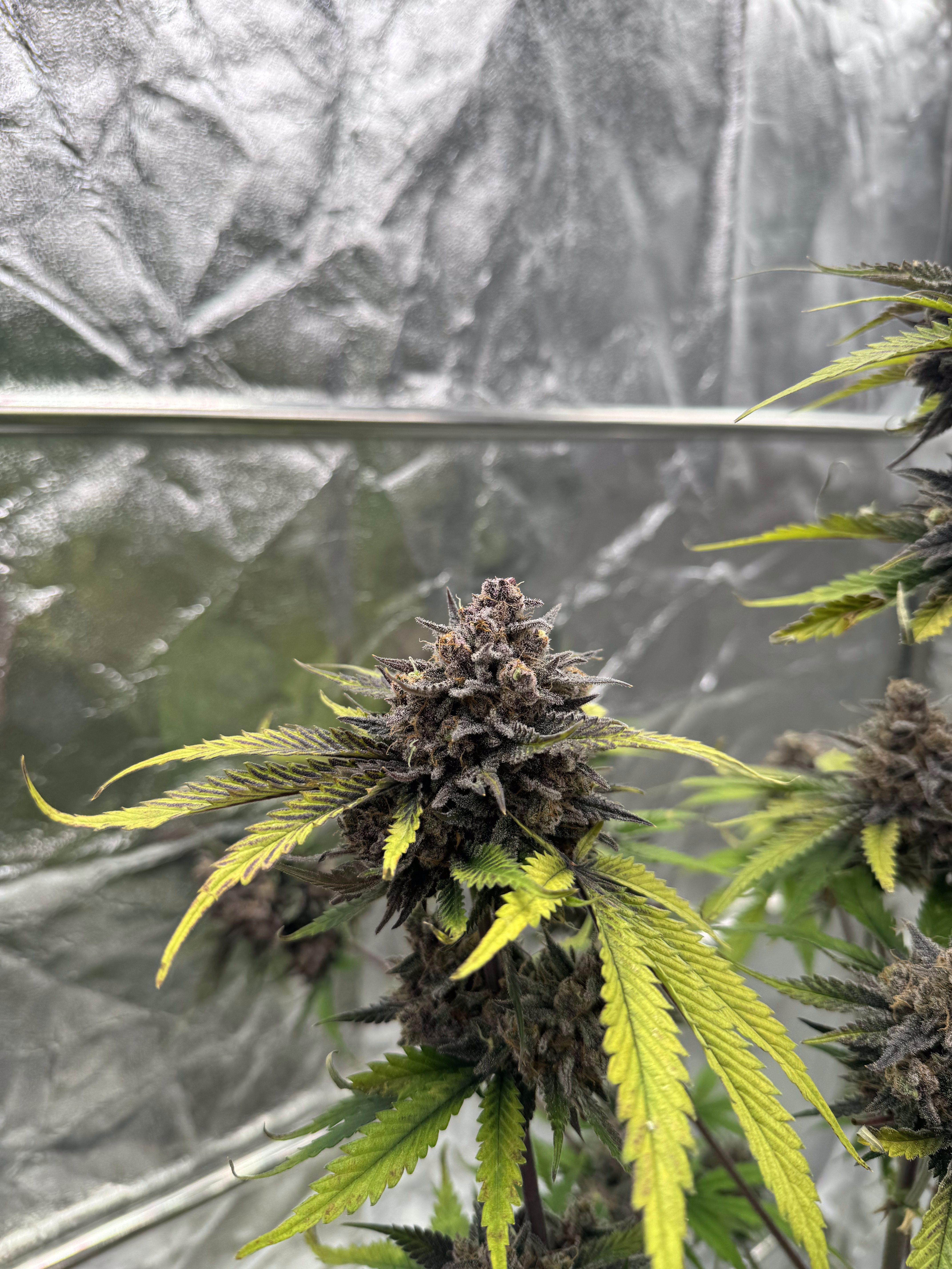 Cherry Cola Auto RF3