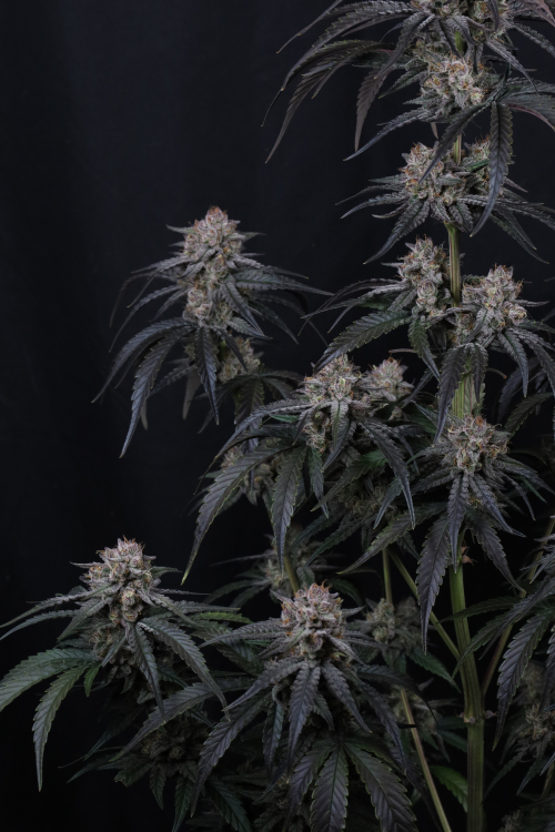 Mango Frost Auto