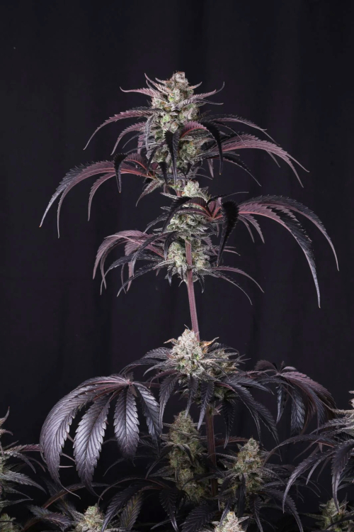 Strawberry Gorilla Auto RF3
