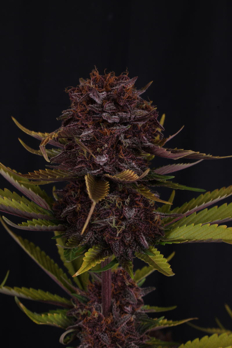 Photo of Purple Lemonade Auto RF3