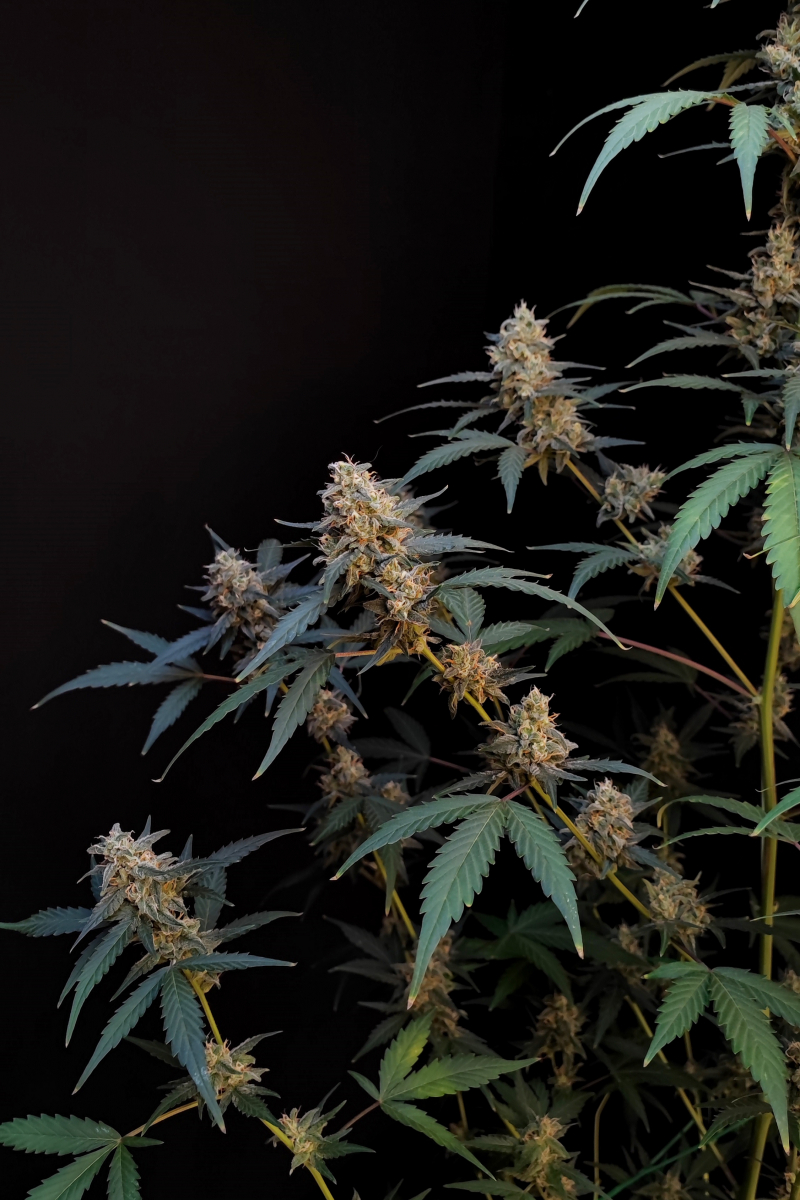 Photo of BubbleGum Auto