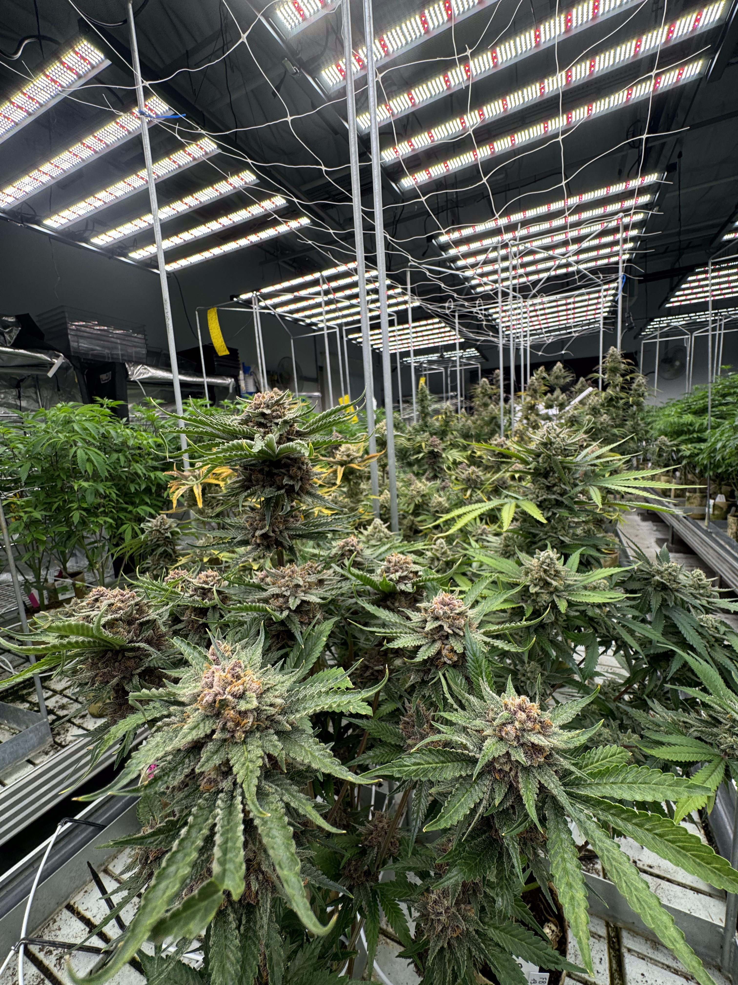 Cherry Cola Auto RF3