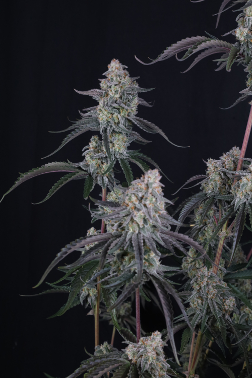 Pineapple OG Auto