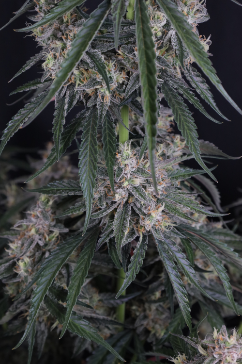 GMO Auto