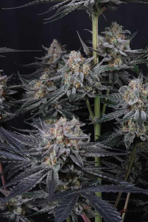 Mendo Guava Auto