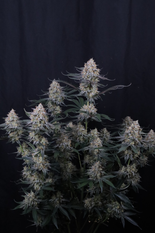 Guava Sundae Auto