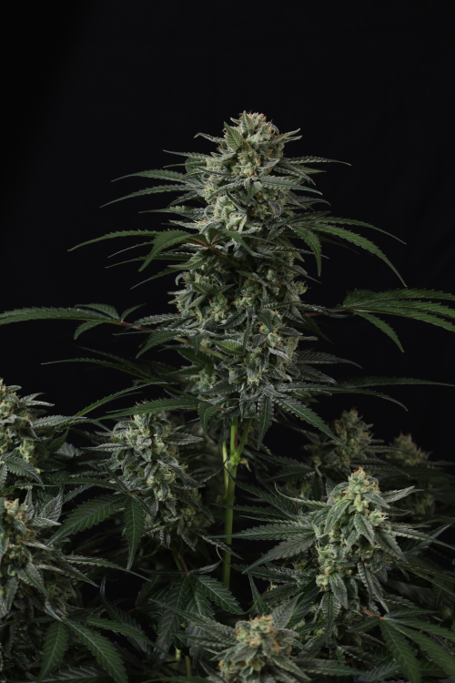 Banana Frost Auto