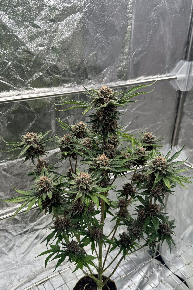 Photo of Cherry Cola Auto RF3