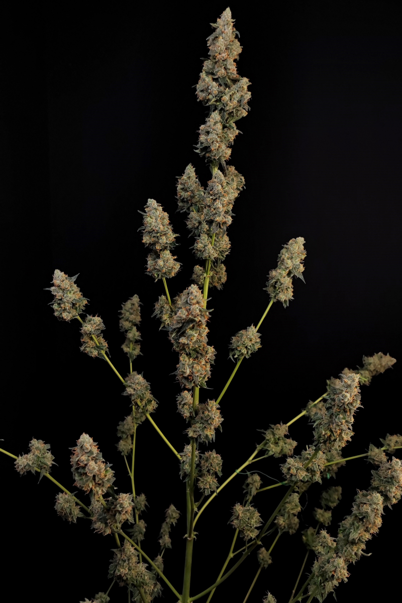 Photo of Northern Lights Auto