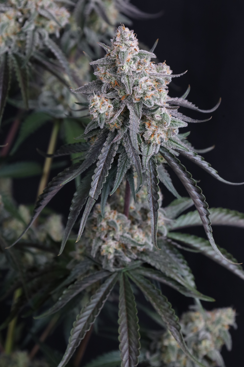 Photo of Pineapple OG Auto