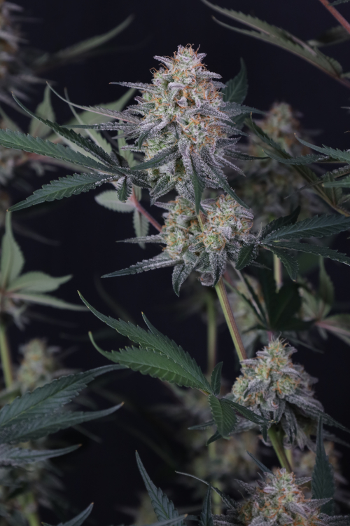 Lemon Tree Auto