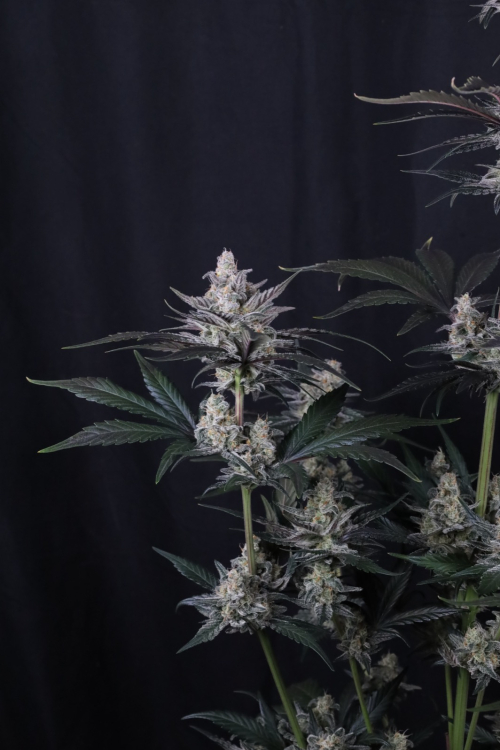 Mendo Guava Auto